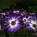 Cineraria