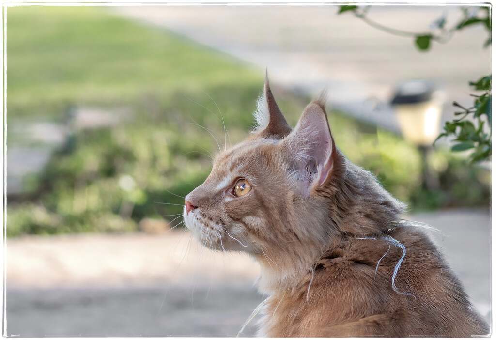 She saw a bird by ludwigsdiana