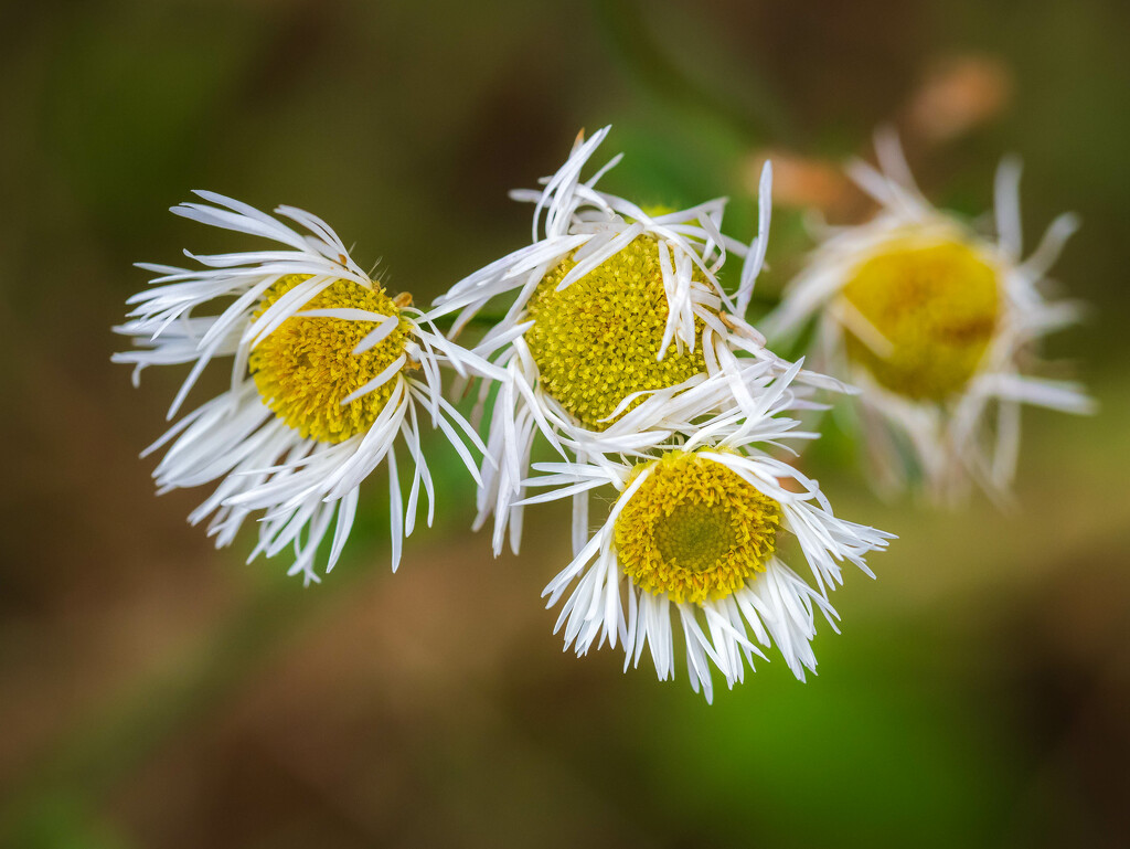 Tousled by the storm by haskar