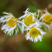 Tousled by the storm by haskar