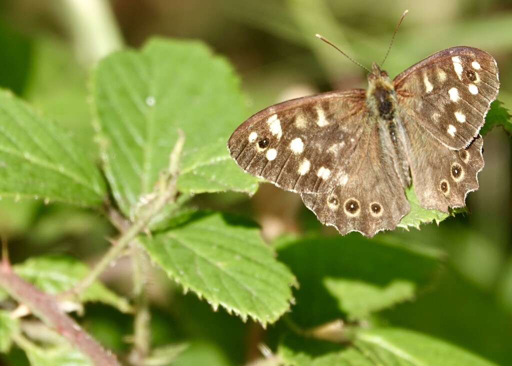 Speckled Wood by phil_sandford