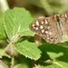 Speckled Wood by phil_sandford