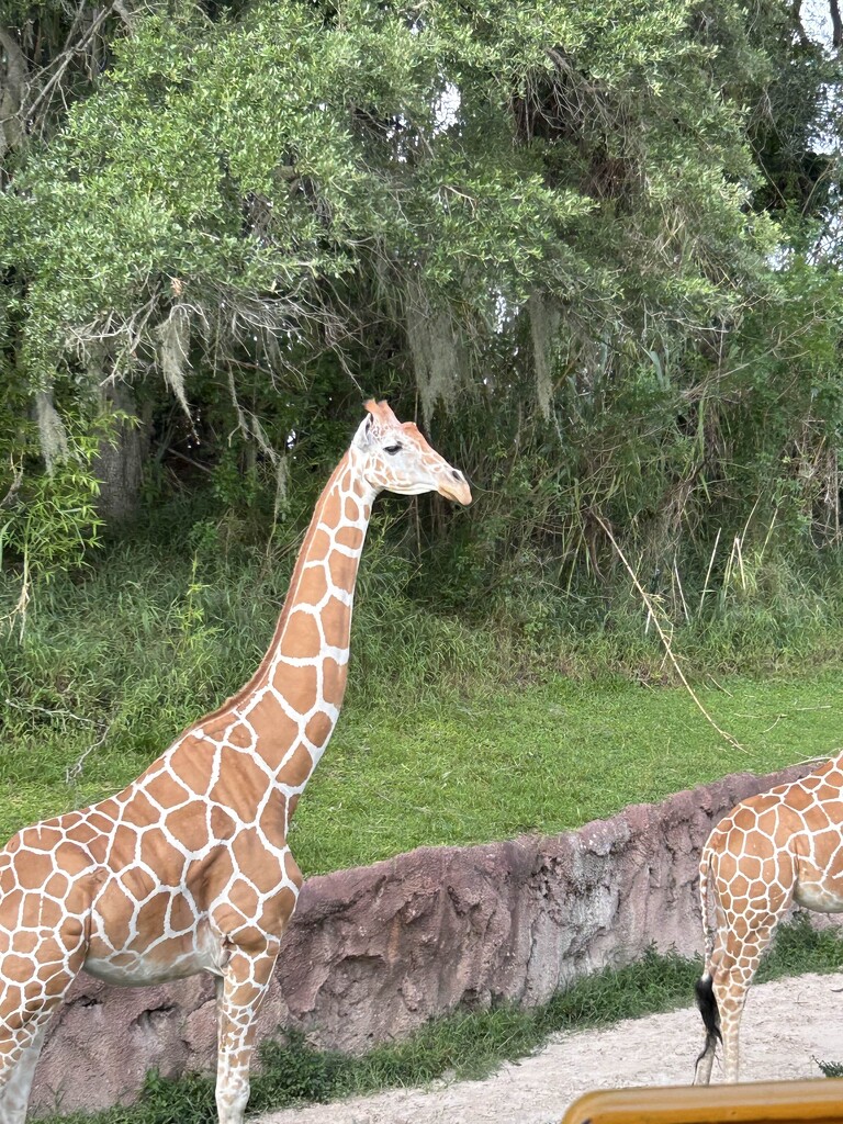 Prideful Giraffe by colewallace