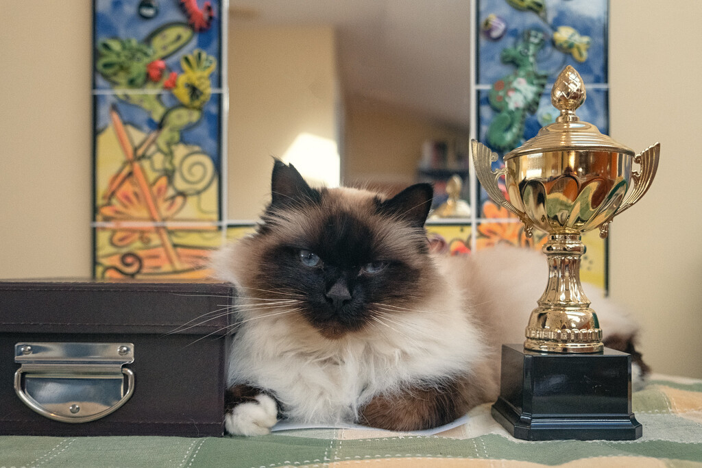 Trophy Cat by helenw2