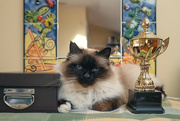 21st Aug 2024 - Trophy Cat