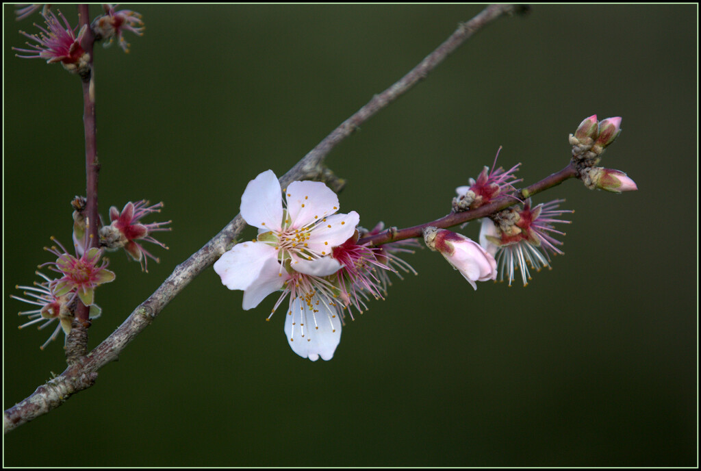 Future almonds by dide