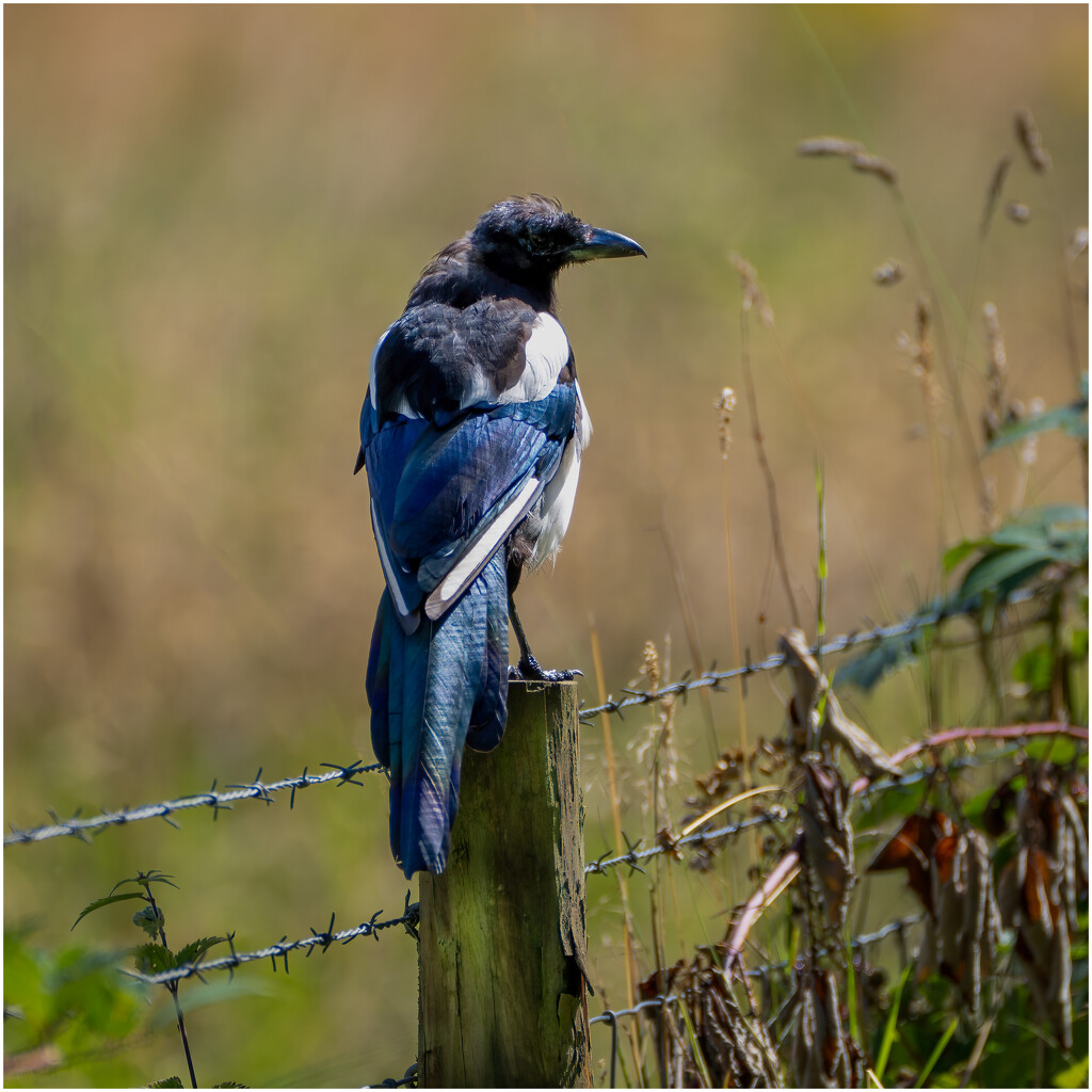 Magpie enjoying the sunshine by clifford