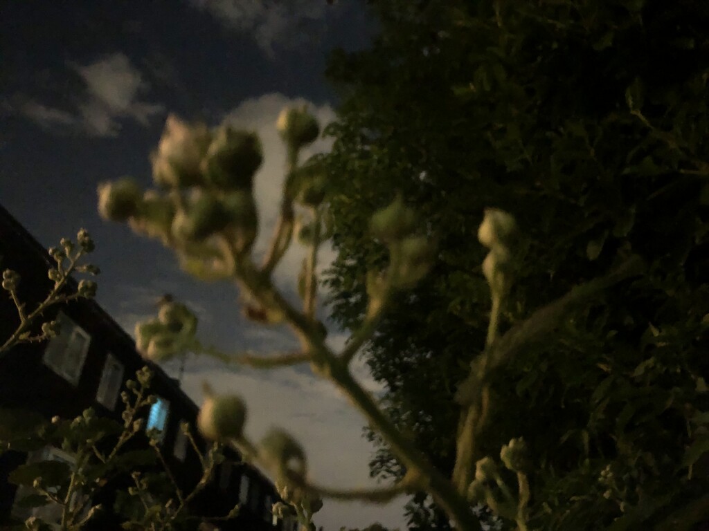 Brambles at night  by sleepingexplorer