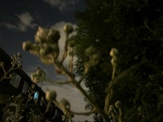 18th May 2024 - Brambles at night 