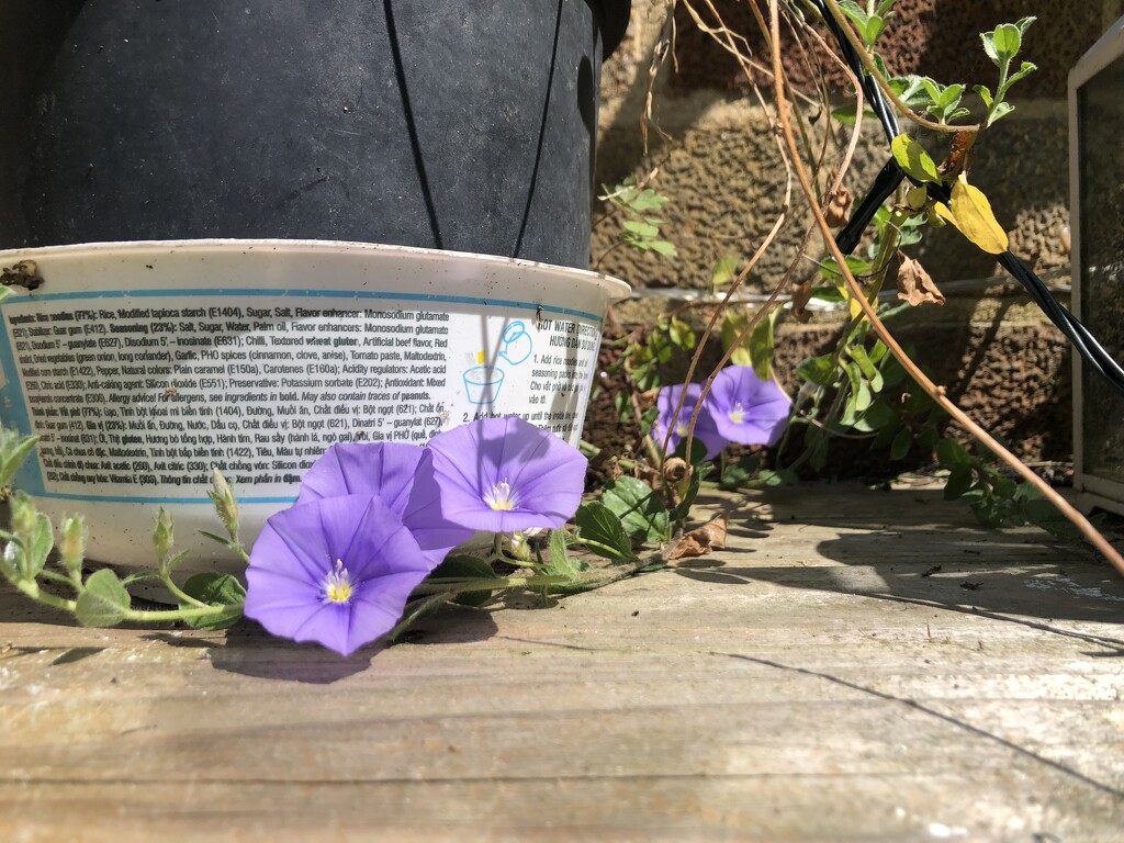 Trailing flowers  by sleepingexplorer