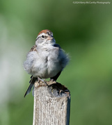 20th Aug 2024 - All fluffed up