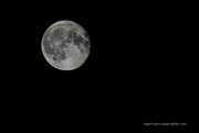 20th Aug 2024 - Supermoon one day on