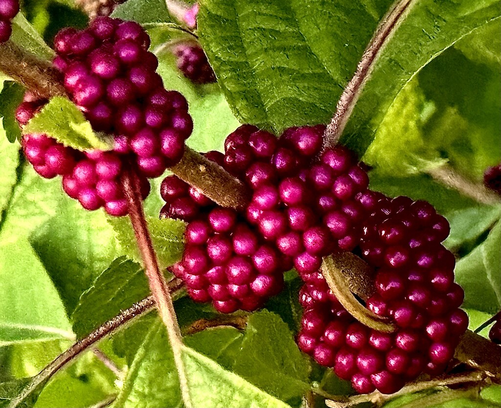 Beauty berries  by congaree