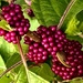 Beauty berries  by congaree