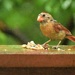 Angry Bird by alophoto