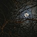 My attempt at remembering to photograph the supermoon. Used my iPhone!! by johnfalconer