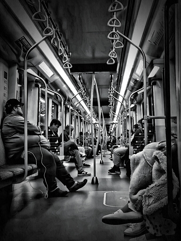 New Sydney Metro train carriage on 19/8/24.  by johnfalconer