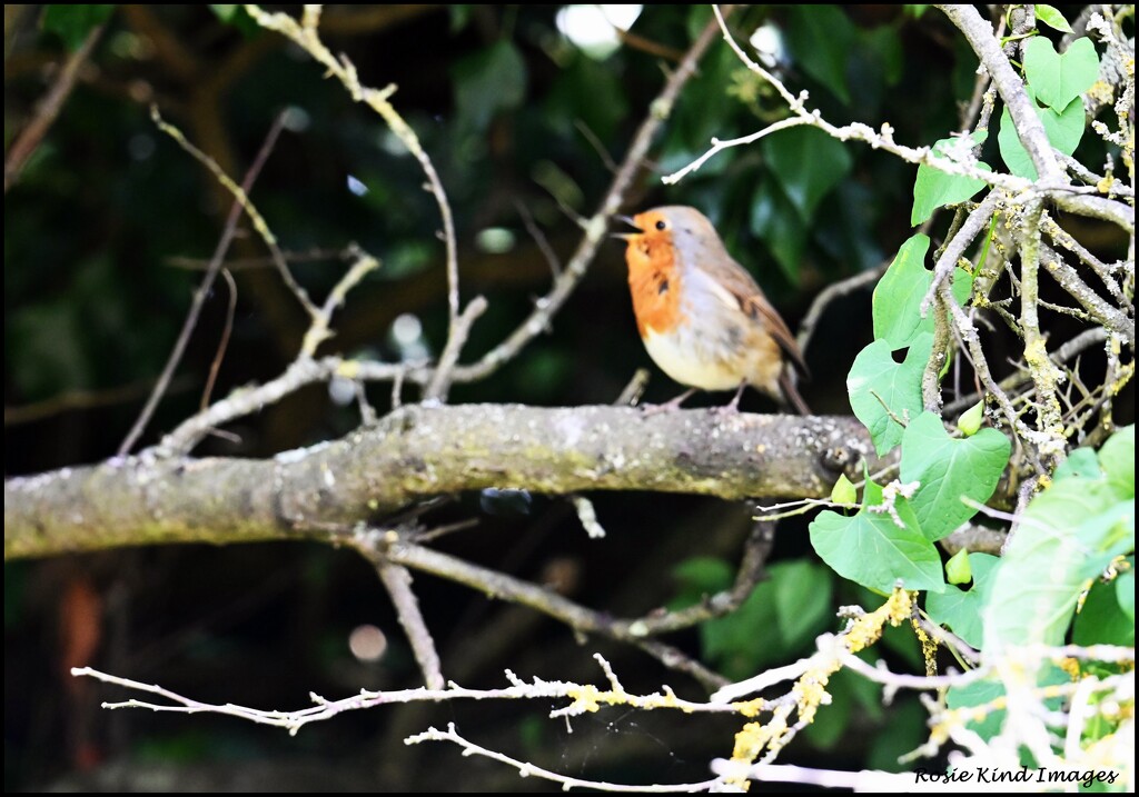 He sang a little song for me by rosiekind