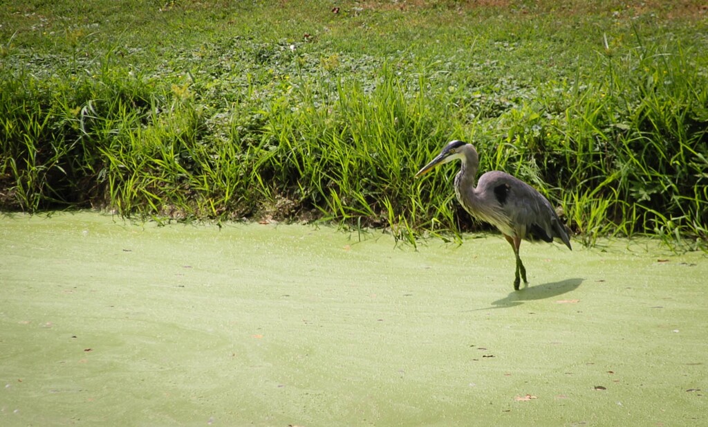 Blue Heron by mittens