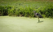 21st Aug 2024 - Blue Heron