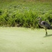 Blue Heron by mittens