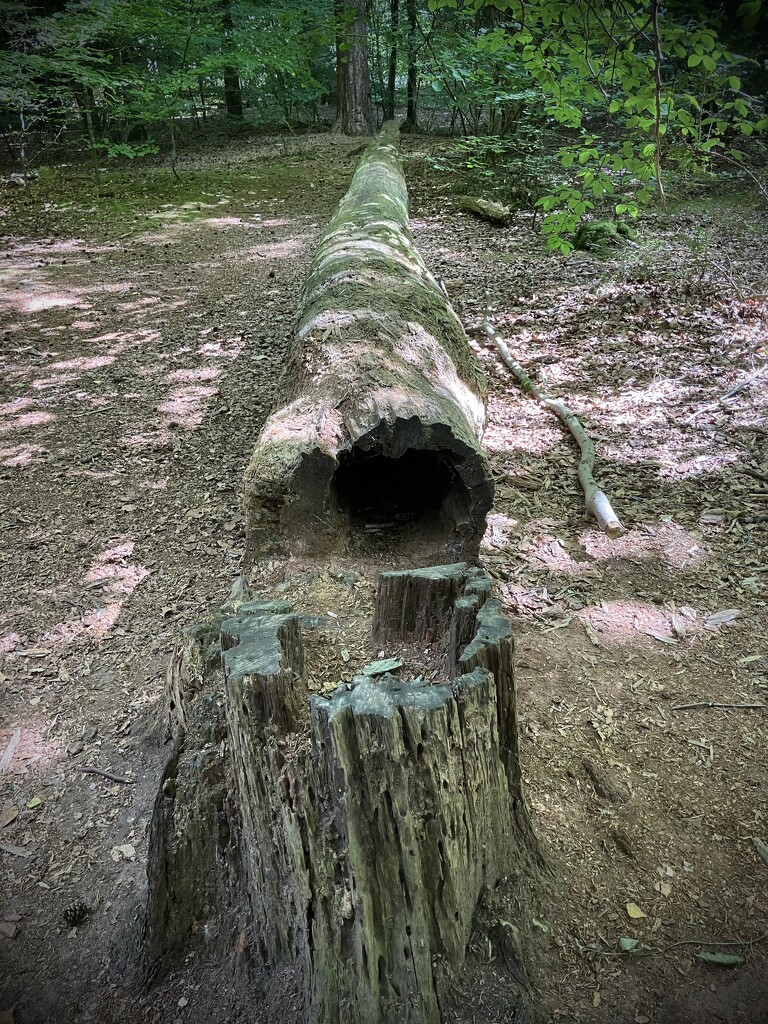 Hollow Log by g3xbm