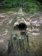 21st Aug 2024 - Hollow Log