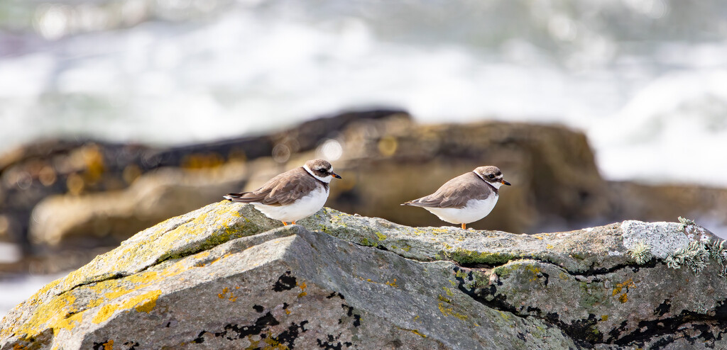 Ringed Plover by lifeat60degrees