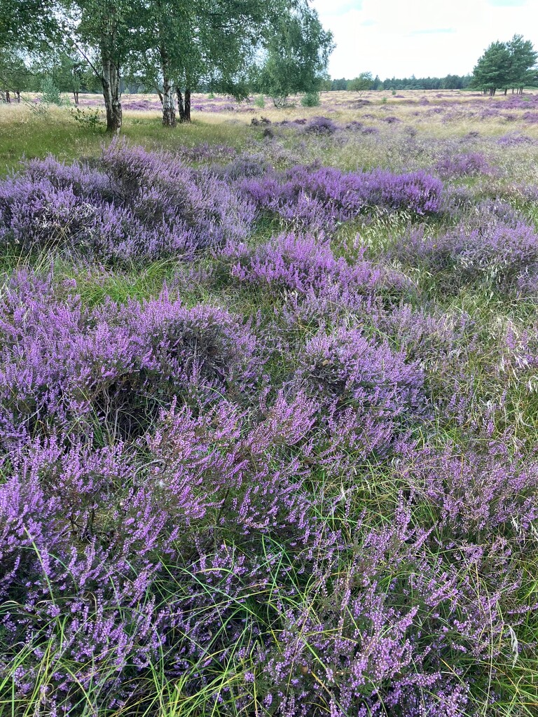 Heather on the Heath by foxes37