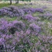 Heather on the Heath by foxes37