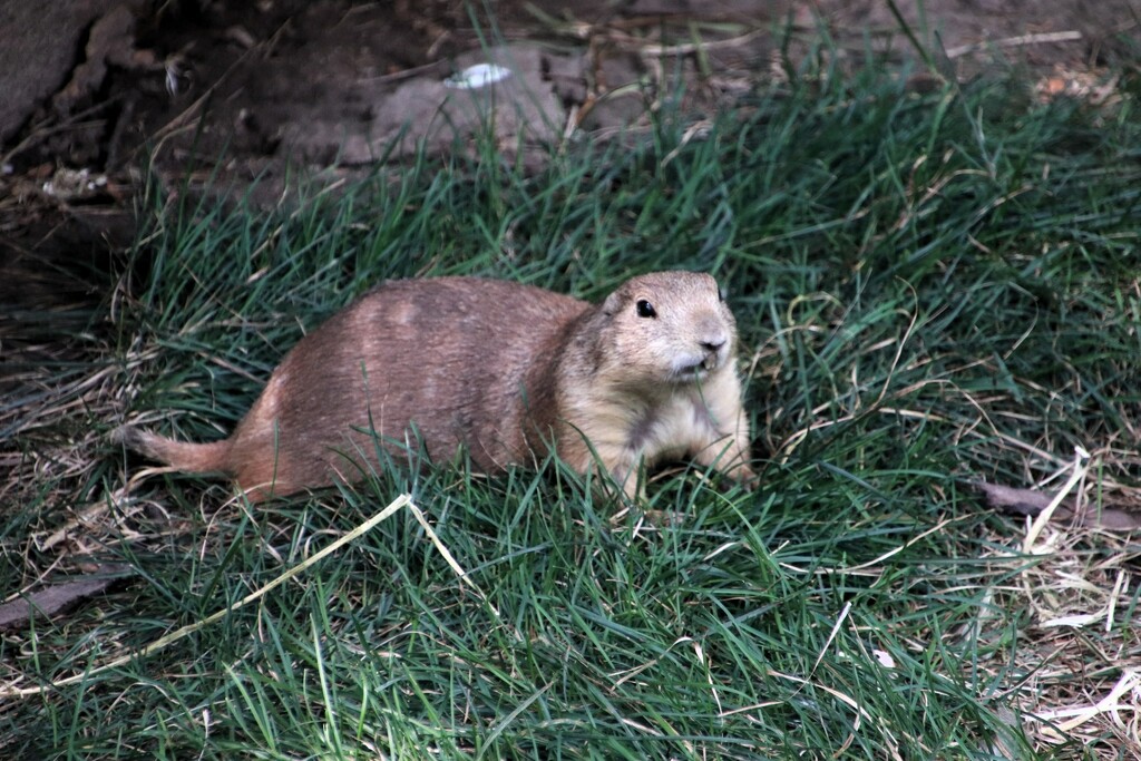 Prairie Dog  by randy23