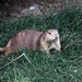 Prairie Dog  by randy23