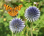 21st Aug 2024 - Comma Butterfly and Globe Thistles