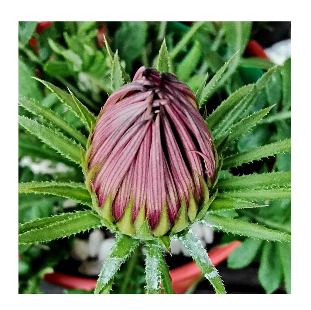 A Gazania in bud. by grace55