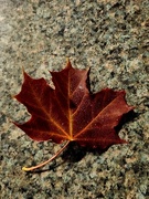 20th Aug 2024 - Fallen Leaf