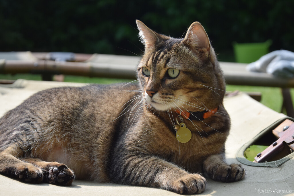 Happy cat in the garden by parisouailleurs