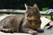 20th Aug 2024 - Happy cat in the garden