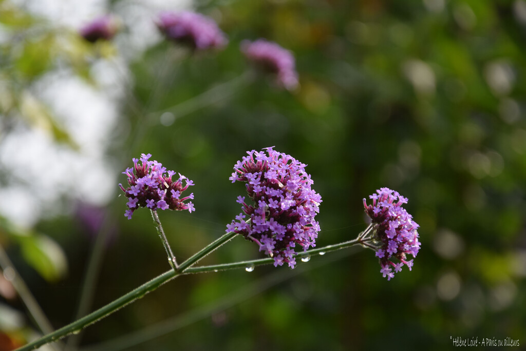 Verbena bonariensis by parisouailleurs