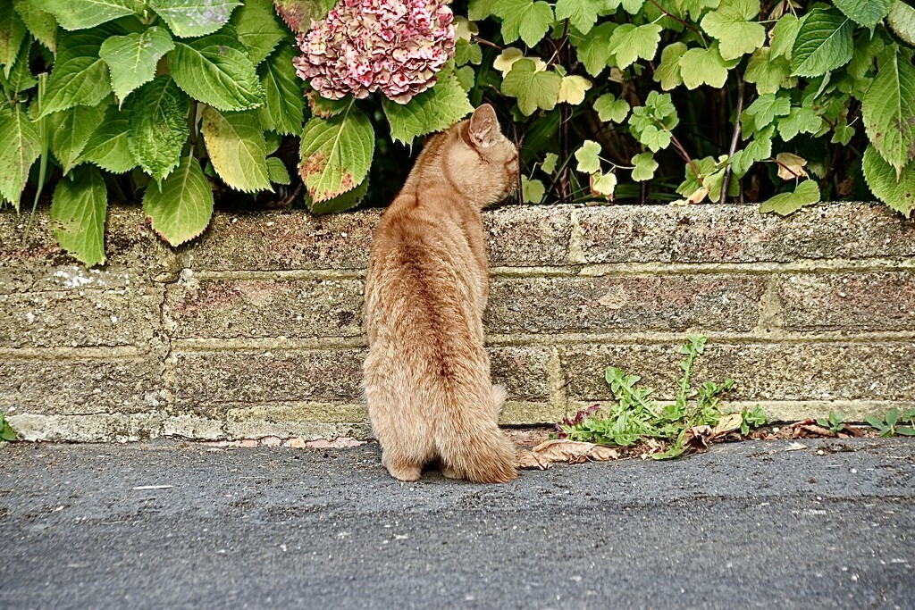 Neighbours nosey cat. by wakelys