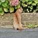 Neighbours nosey cat. by wakelys