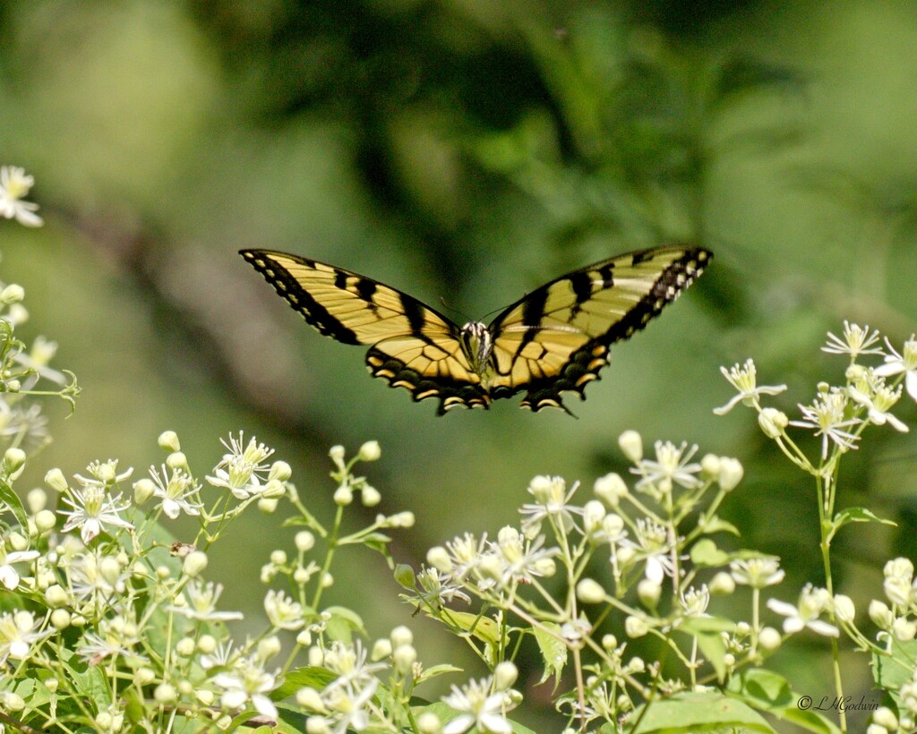 LHG_3296Eastern tiger in flight  by rontu