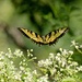 LHG_3296Eastern tiger in flight  by rontu