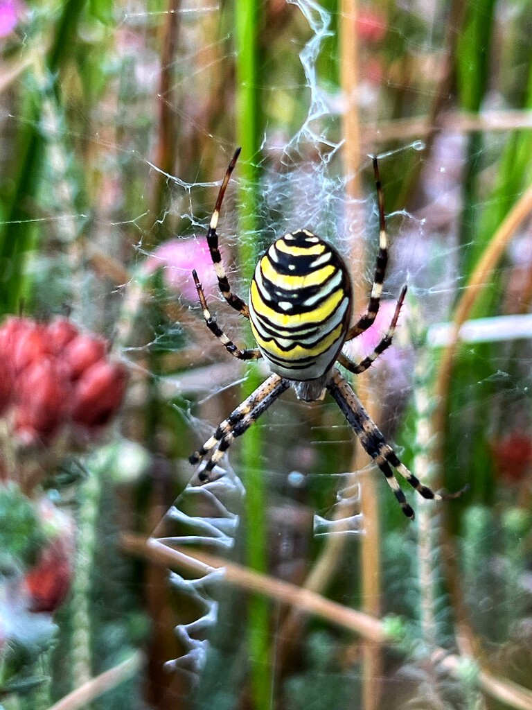 Wasp Spider by mattjcuk