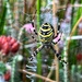 Wasp Spider by mattjcuk