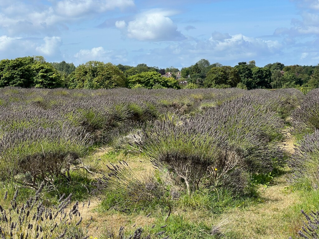 Lavender Fields by mattjcuk