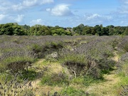 21st Aug 2024 - Lavender Fields