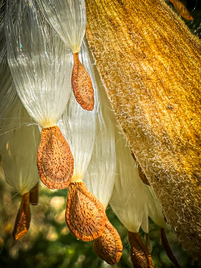 Milkweed Seeds by jnewbio