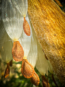 21st Aug 2024 - Milkweed Seeds