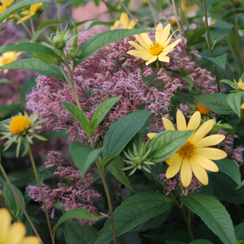 Garden in August by paul1j