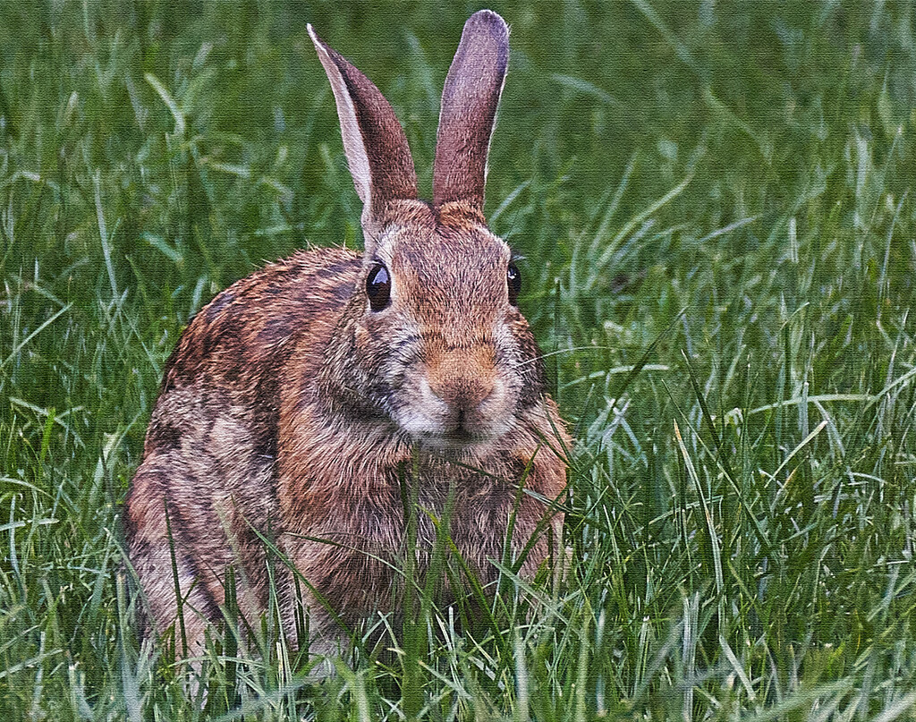 Just Another Rabbit  by gardencat